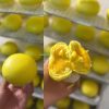 LỚP BÁNH BAO _ 6 LOẠI NHÂN LAVA